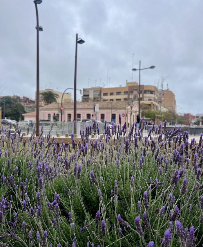 Flores comestibles del mes de abril