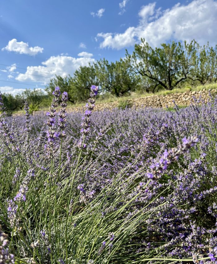 Propiedades de lavanda y usos poco conocidos